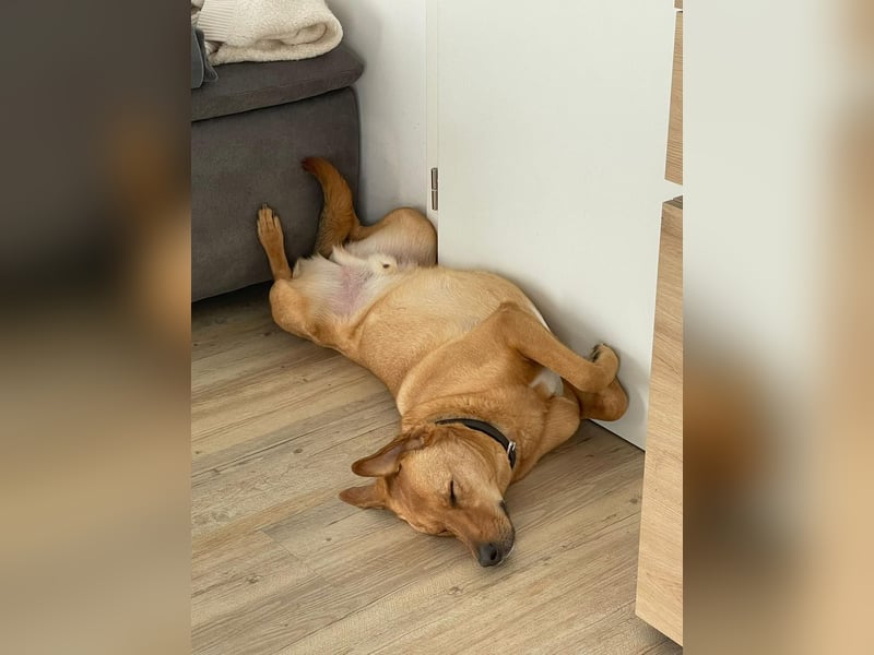 Fiete - Liebe Hundeseele sucht dringend sicheren Hafen ❤️