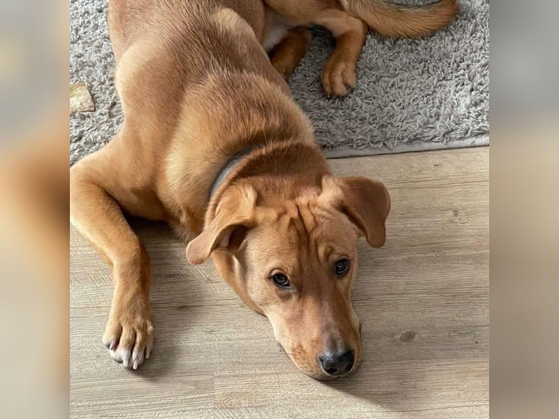 Fiete - Liebe Hundeseele sucht dringend sicheren Hafen ❤️