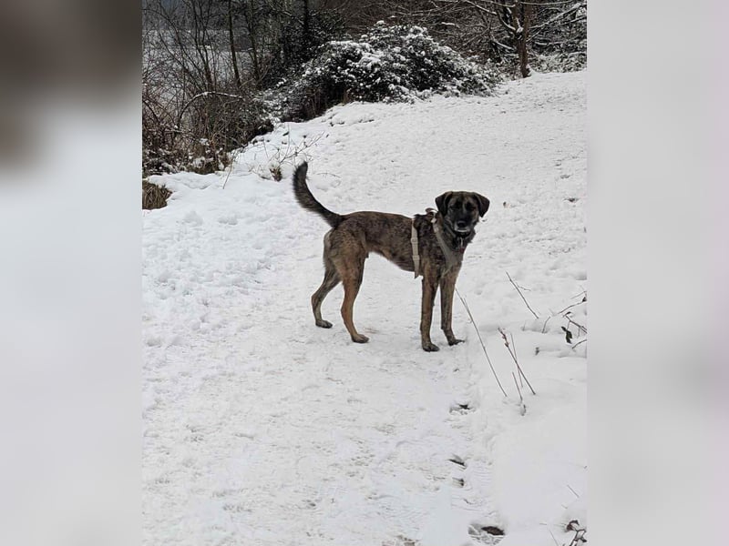 Murphy – sanfter Herzenshund sucht erneut sein Glück ❤️