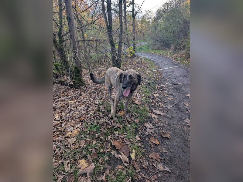 Murphy – sanfter Herzenshund sucht erneut sein Glück ❤️