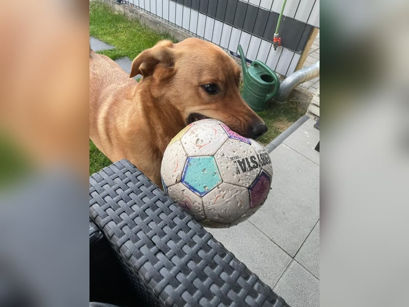 Fiete - Liebe Hundeseele sucht dringend sicheren Hafen ❤️