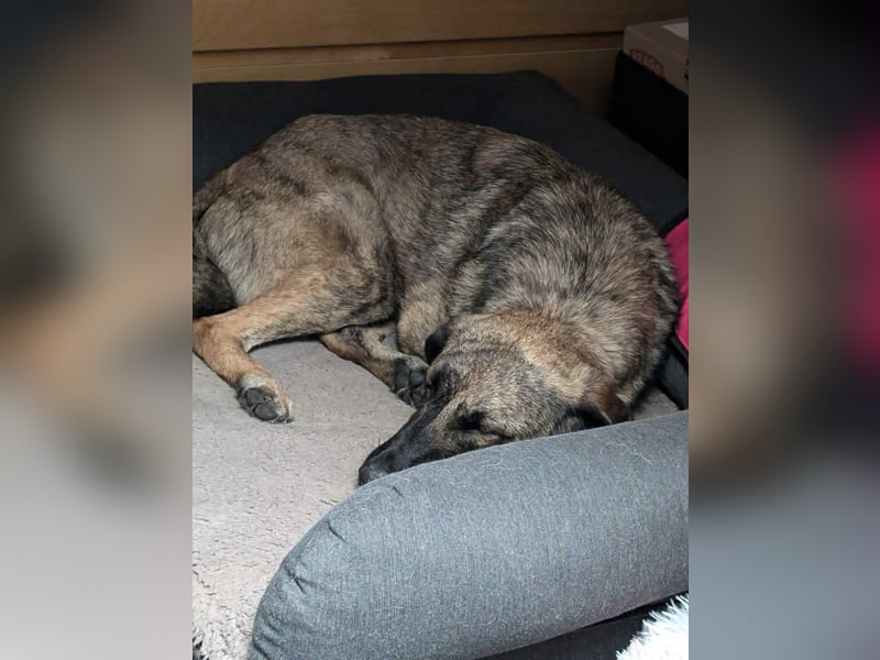 Murphy – sanfter Herzenshund sucht erneut sein Glück ❤️