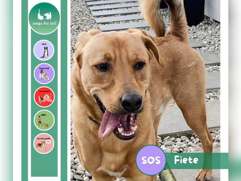 Fiete - Liebe Hundeseele sucht dringend sicheren Hafen ❤️