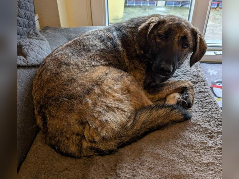 Murphy – sanfter Herzenshund sucht erneut sein Glück ❤️