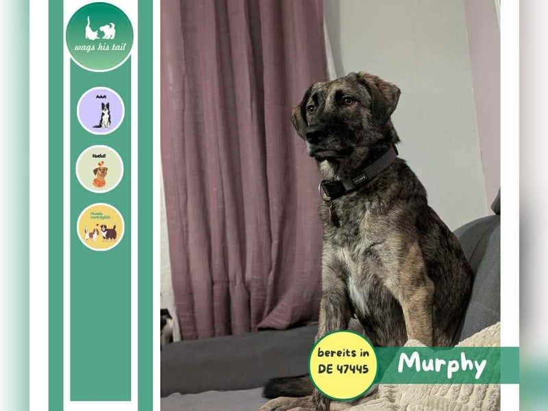 Murphy – sanfter Herzenshund sucht erneut sein Glück ❤️