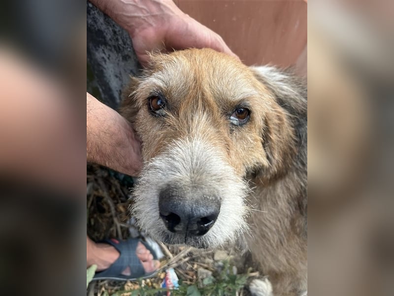 Brandy - Senior auf vier Pfoten sucht liebevolles Zuhause ❤️