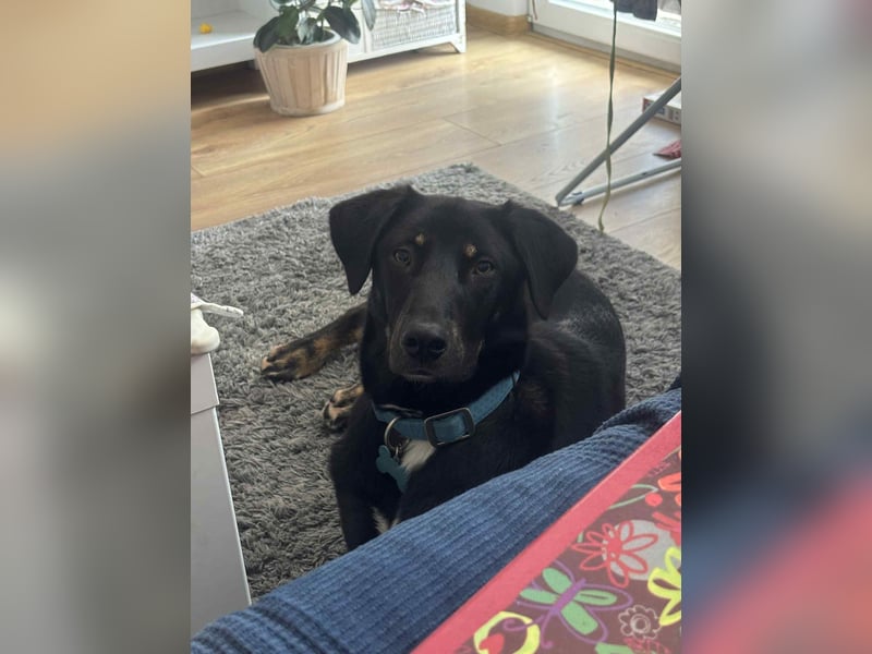 Zweiter Anlauf ins Glück: Ambo sucht seine Familie ❤️