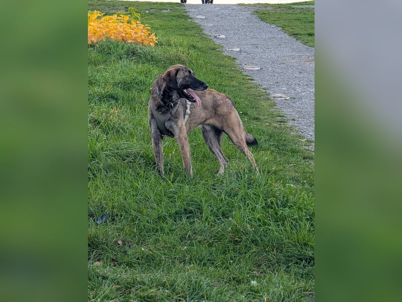 Murphy – sanfter Herzenshund sucht erneut sein Glück ❤️