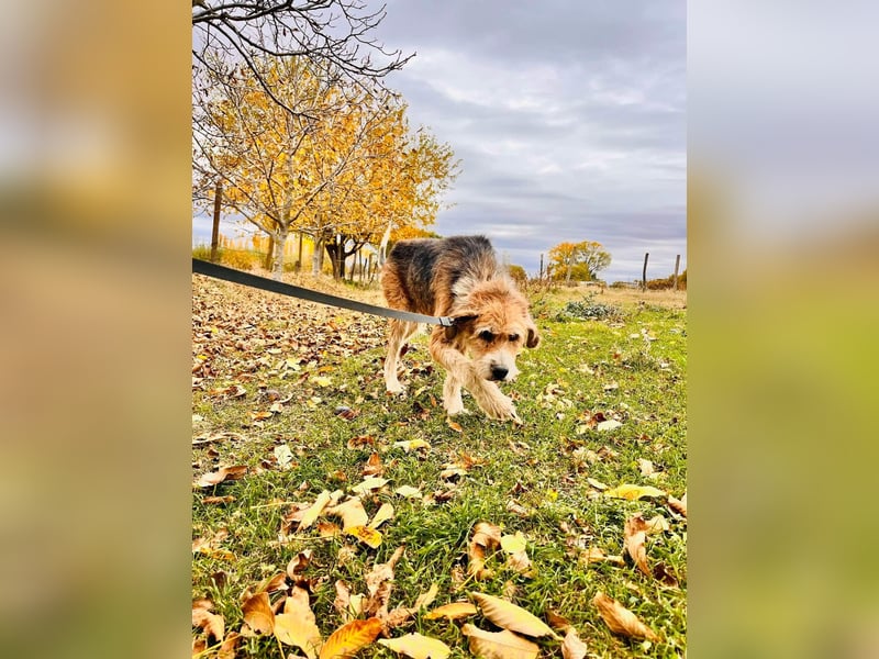 Brandy - Senior auf vier Pfoten sucht liebevolles Zuhause ❤️