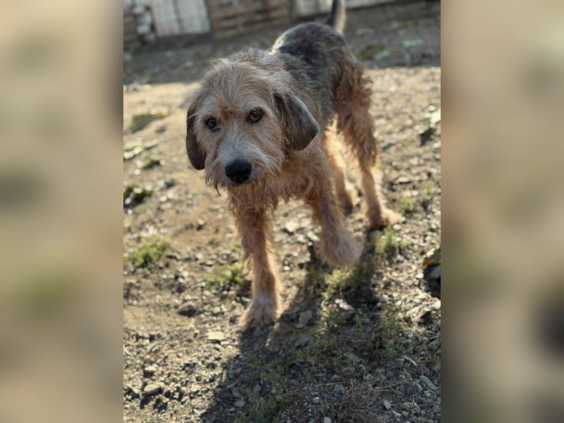 Brandy - Senior auf vier Pfoten sucht liebevolles Zuhause ❤️