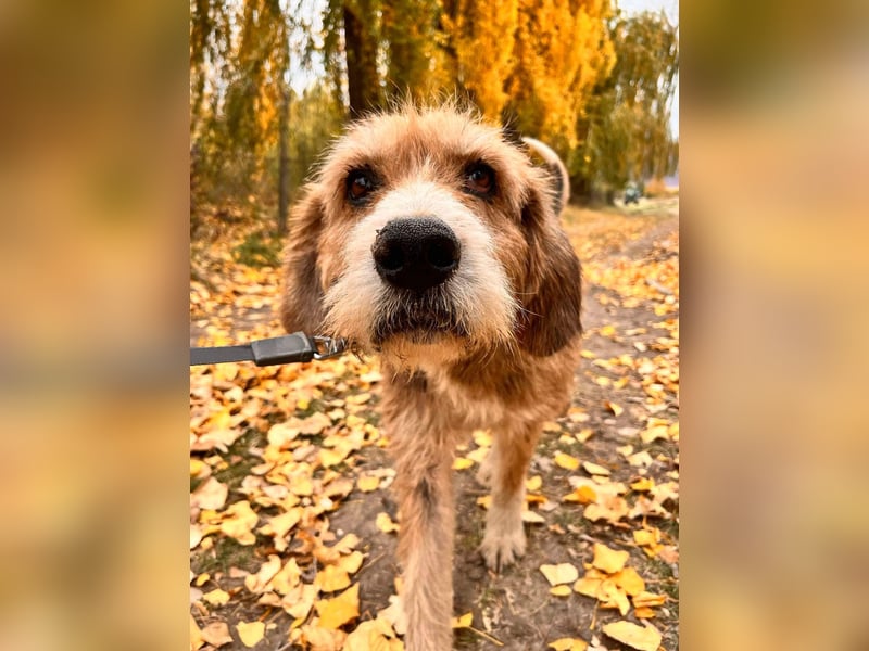 Brandy - Senior auf vier Pfoten sucht liebevolles Zuhause ❤️