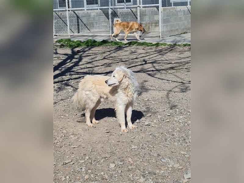 Lui - Ängstliche Seele sucht sicheren Hafen ❤️