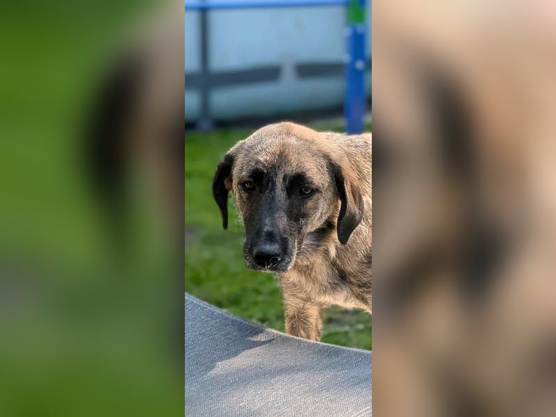 Murphy – sanfter Herzenshund sucht erneut sein Glück ❤️