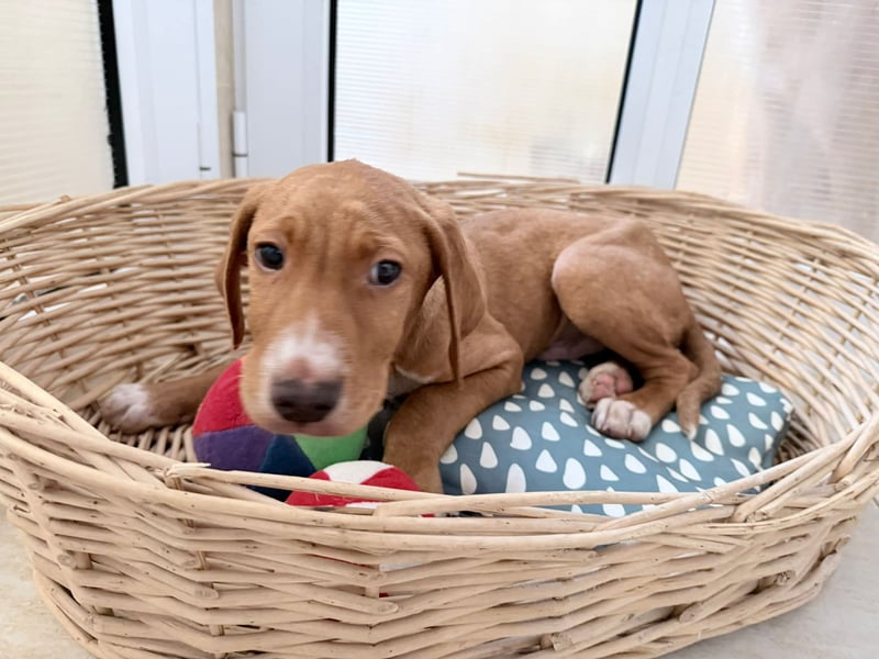 Dobby – kleiner Kämpfer sucht einen sicheren Platz fürs Leben❤️