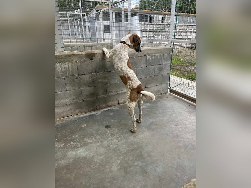 Mecho - freundlicher Rüde sucht liebevolles Zuhause ❤️