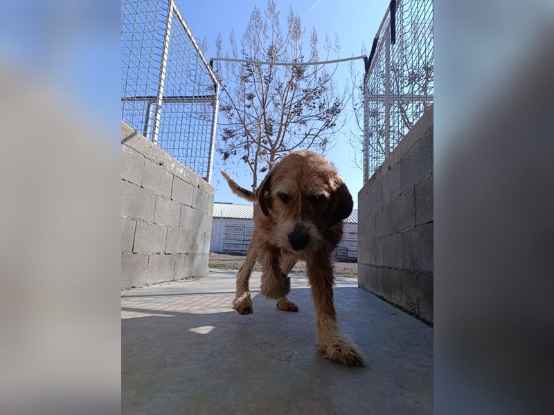 Brandy - Senior auf vier Pfoten sucht liebevolles Zuhause ❤️