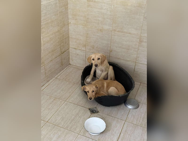 Yuri - Kleines Herz sucht Liebe ❤️