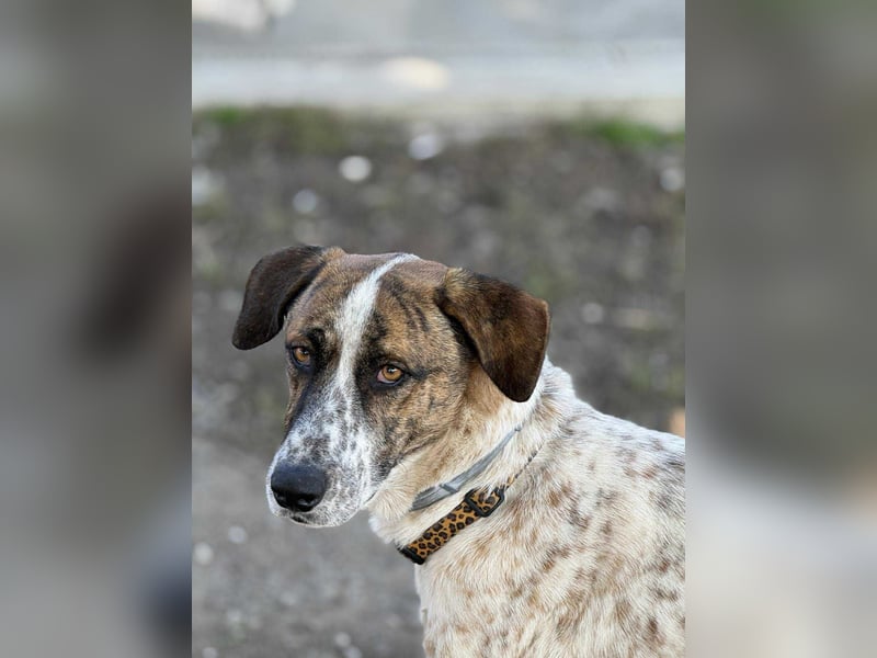 Mecho - freundlicher Rüde sucht liebevolles Zuhause ❤️