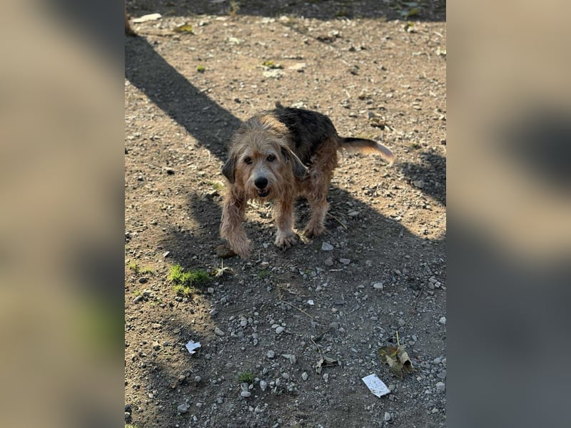 Brandy - Senior auf vier Pfoten sucht liebevolles Zuhause ❤️