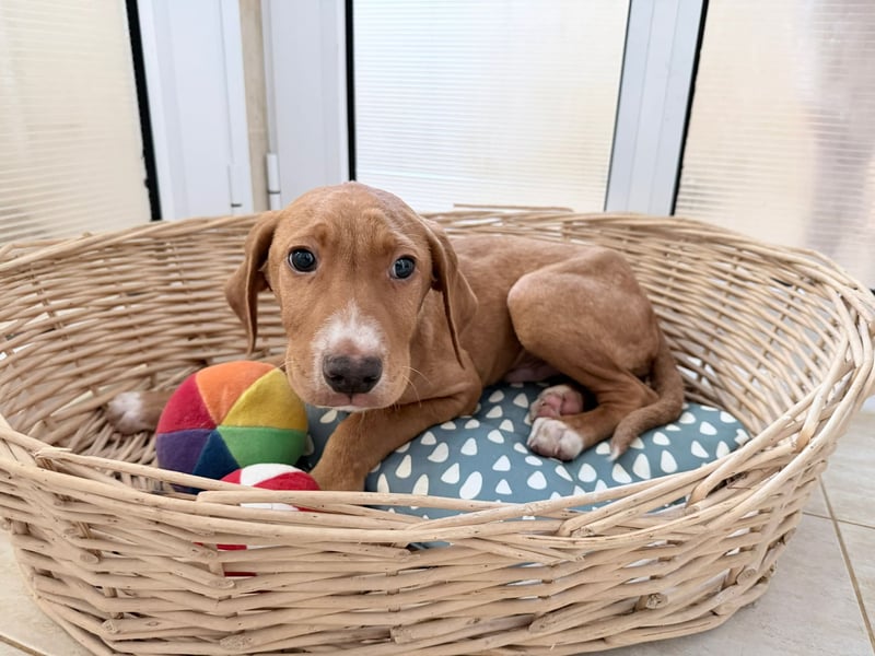 Dobby – kleiner Kämpfer sucht einen sicheren Platz fürs Leben❤️