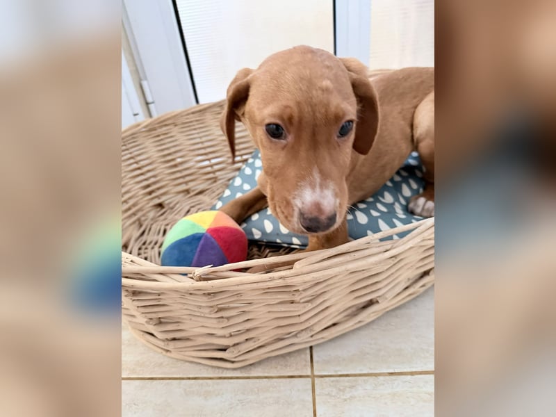 Dobby – kleiner Kämpfer sucht einen sicheren Platz fürs Leben❤️