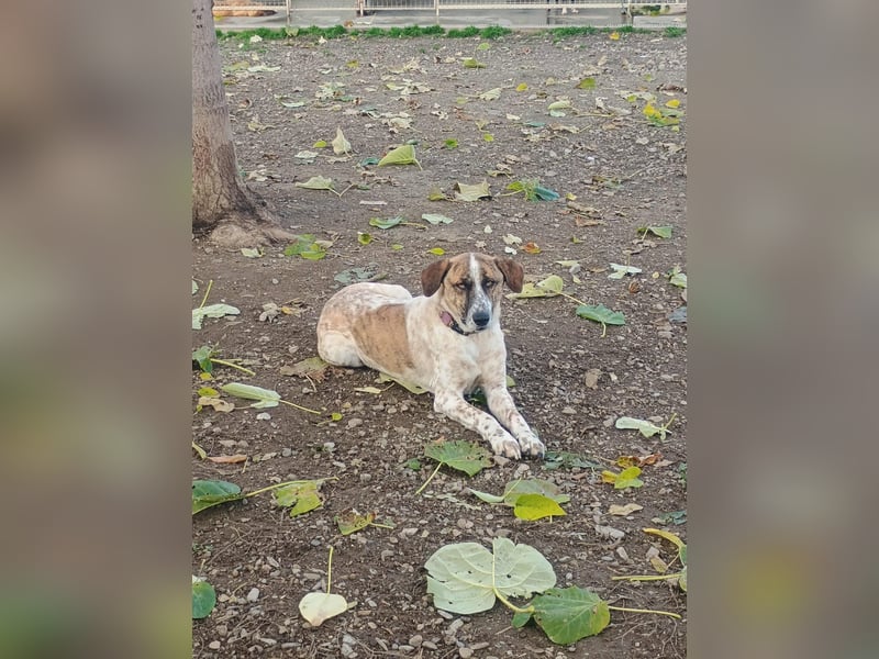Mecho - freundlicher Rüde sucht liebevolles Zuhause ❤️