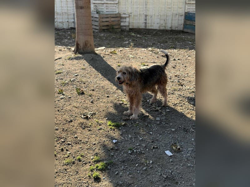 Brandy - Senior auf vier Pfoten sucht liebevolles Zuhause ❤️