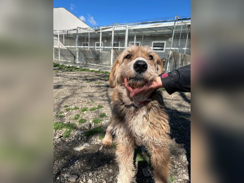 Brandy - Senior auf vier Pfoten sucht liebevolles Zuhause ❤️