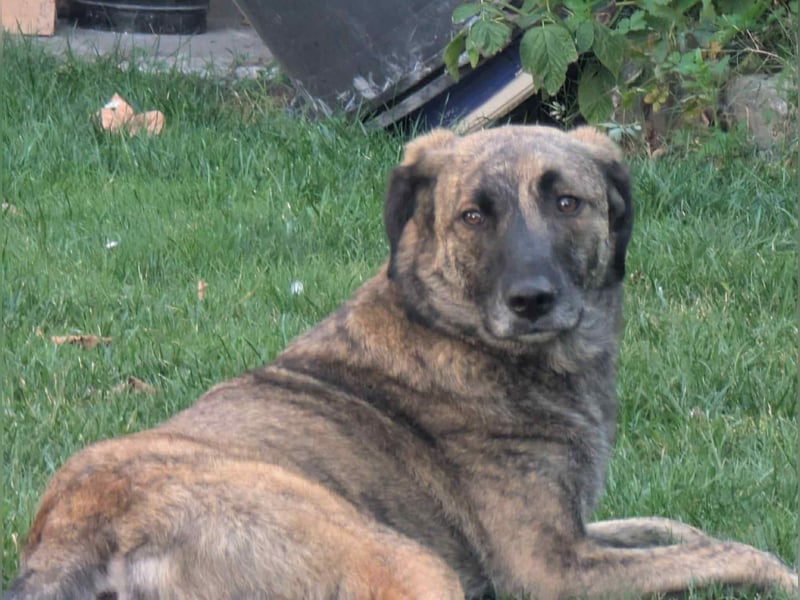 Murphy – sanfter Herzenshund sucht erneut sein Glück ❤️