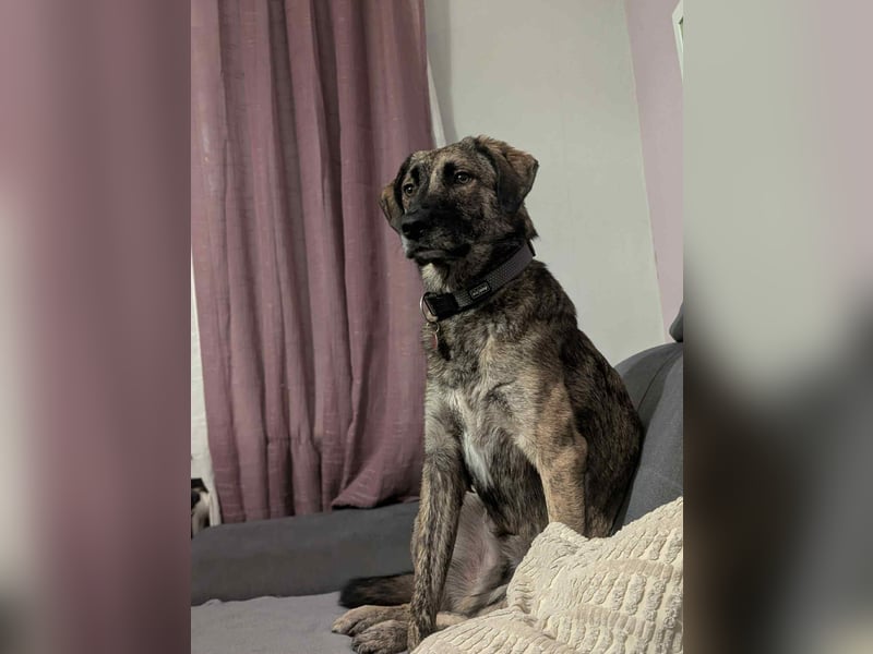 Murphy – sanfter Herzenshund sucht erneut sein Glück ❤️