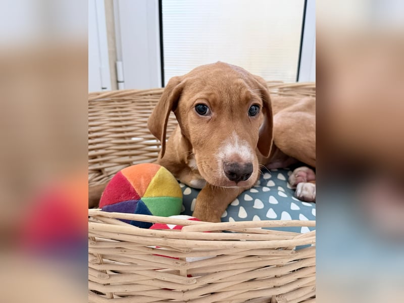 Dobby – kleiner Kämpfer sucht einen sicheren Platz fürs Leben❤️