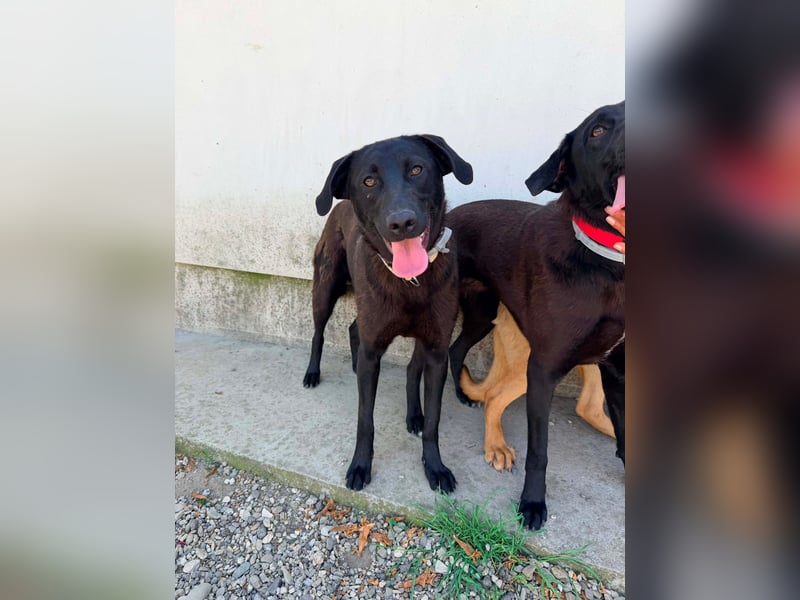 Die wunderbare Nova sucht ihre Familie fürs Leben ❤