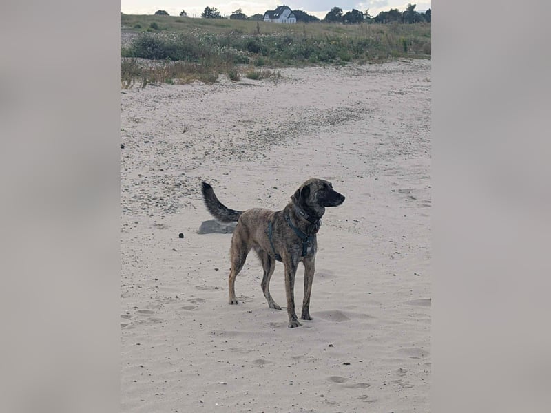 Murphy – sanfter Herzenshund sucht erneut sein Glück ❤️