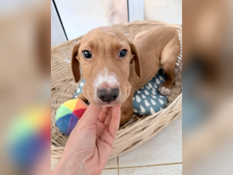 Dobby – kleiner Kämpfer sucht einen sicheren Platz fürs Leben❤️