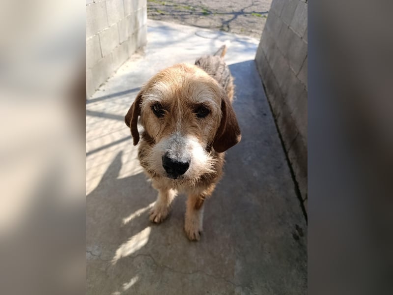 Brandy - Senior auf vier Pfoten sucht liebevolles Zuhause ❤️