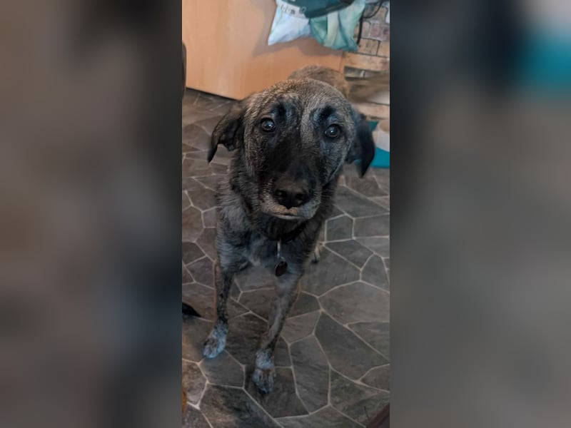 Murphy – sanfter Herzenshund sucht erneut sein Glück ❤️