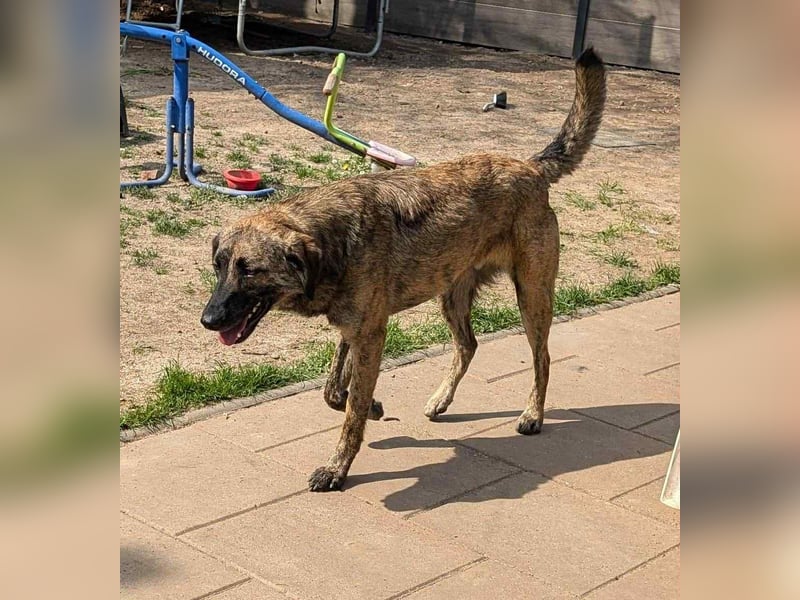 Murphy – sanfter Herzenshund sucht erneut sein Glück ❤️