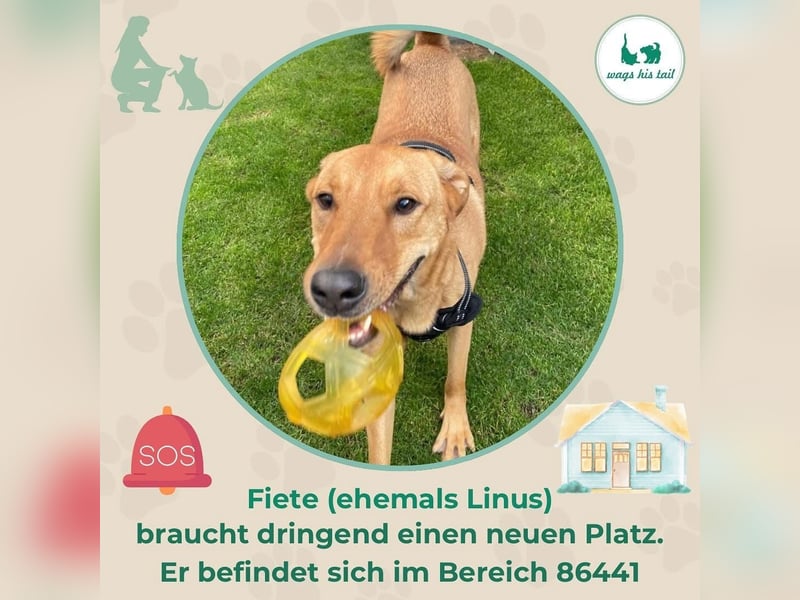 Fiete - Liebe Hundeseele sucht dringend sicheren Hafen ❤️