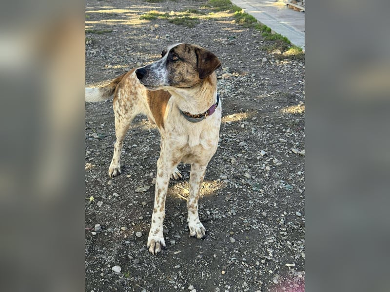 Mecho - freundlicher Rüde sucht liebevolles Zuhause ❤️