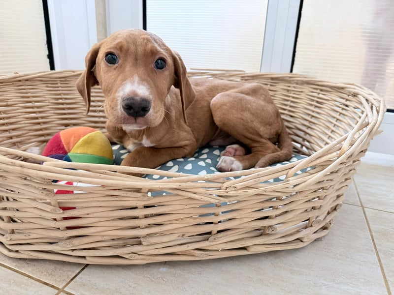 Dobby – kleiner Kämpfer sucht einen sicheren Platz fürs Leben❤️