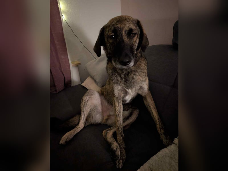 Murphy – sanfter Herzenshund sucht erneut sein Glück ❤️