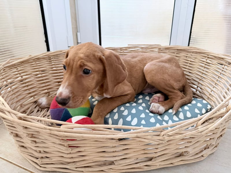 Dobby – kleiner Kämpfer sucht einen sicheren Platz fürs Leben❤️