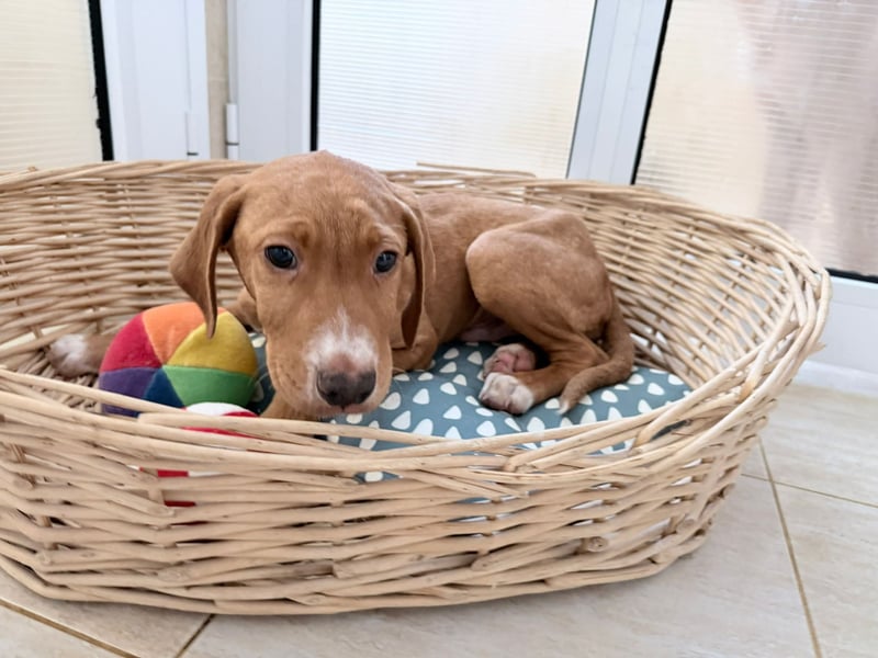 Dobby – kleiner Kämpfer sucht einen sicheren Platz fürs Leben❤️