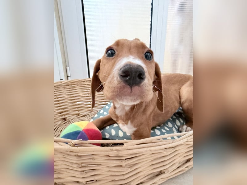 Dobby – kleiner Kämpfer sucht einen sicheren Platz fürs Leben❤️