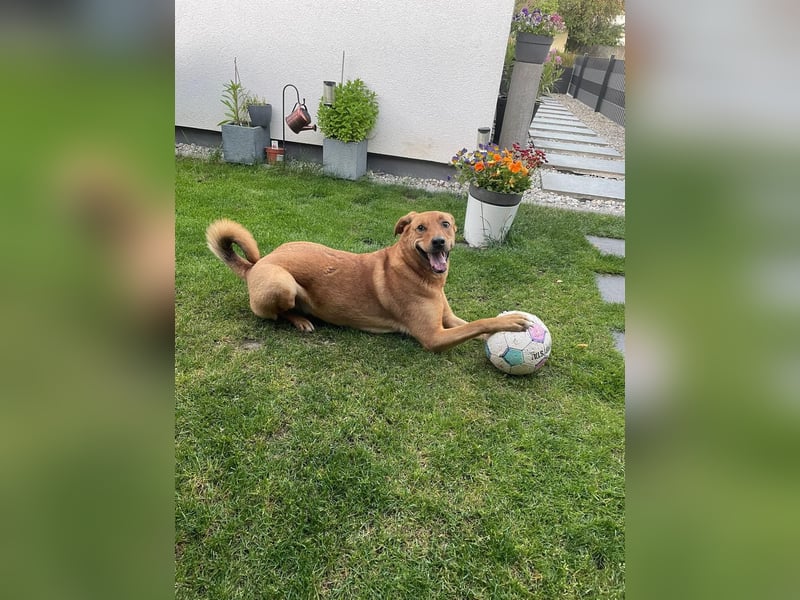 Fiete - Liebe Hundeseele sucht dringend sicheren Hafen ❤️