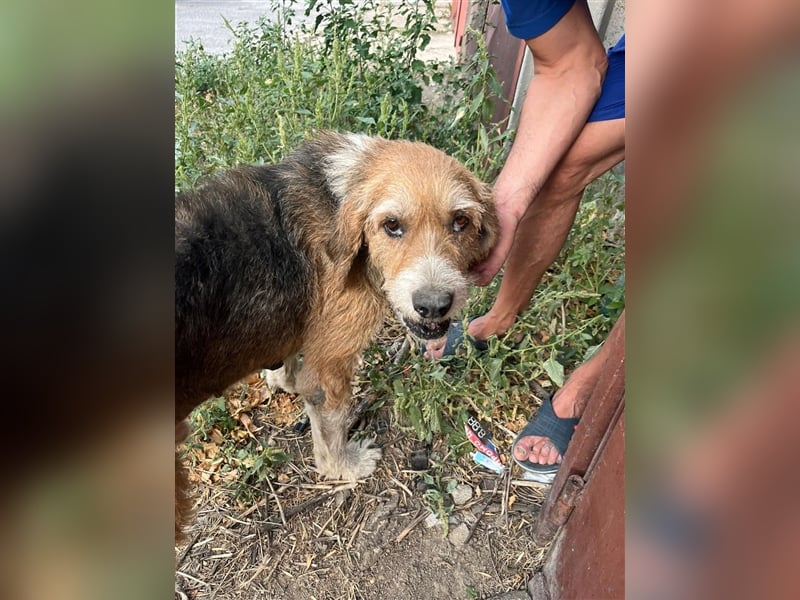 Brandy - Senior auf vier Pfoten sucht liebevolles Zuhause ❤️