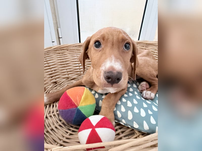 Dobby – kleiner Kämpfer sucht einen sicheren Platz fürs Leben❤️