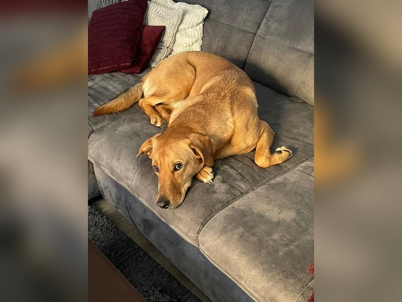 Fiete - Liebe Hundeseele sucht dringend sicheren Hafen ❤️