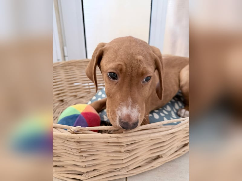 Dobby – kleiner Kämpfer sucht einen sicheren Platz fürs Leben❤️