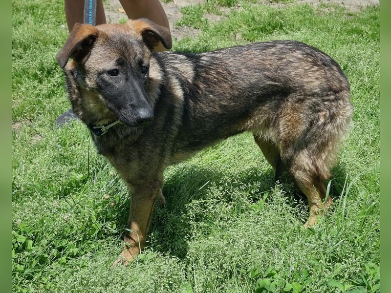 Dani